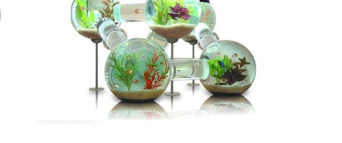 Nuota nel tuo acquario 2